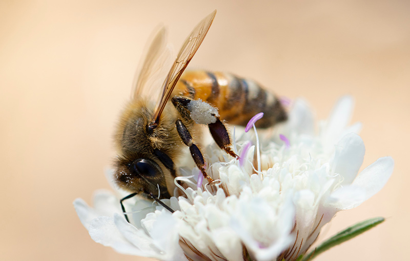 Blog-single-img2 Swarm Flow - Honey Bee Traits