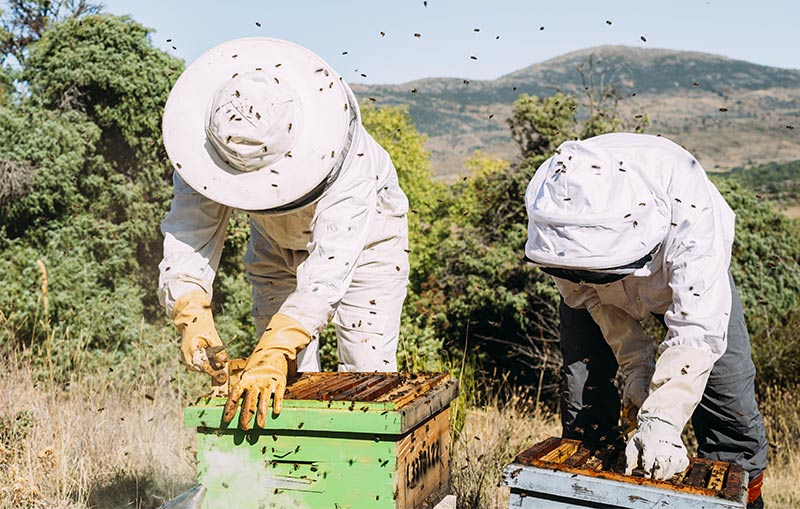 Blog-single-img3 Swarm Flow - Honey Bee Traits